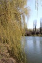 View of willows on bank of pond