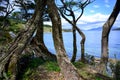 View throug trees on shore of lake in National Park Tierra del Fuego with  in Patagonia, Provincia de Tierra del Fuego, Argentina Royalty Free Stock Photo