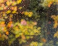 View from the window to the garden in the autumn on a rainy day. Raindrops on the window glass.