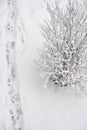 View from the window on the track tracks and snow-covered bush in winter during the daytime