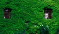 View of a window with wall covered with ivy Royalty Free Stock Photo