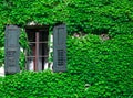 View of a window with wall covered with ivy Royalty Free Stock Photo