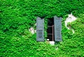 View of a window with wall covered with ivy Royalty Free Stock Photo