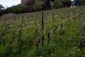 View on wine plants in bingen am main in hessen germany