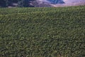 View of a wine vineyard oak tree landscape near Santa Barbara, Row of Grape Vines, Santa Barbara County, California, summer sunny Royalty Free Stock Photo