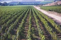 View of a wine vineyard oak tree landscape near Santa Barbara, Row of Grape Vines, Santa Barbara County, California, summer sunny Royalty Free Stock Photo