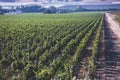 View of a wine vineyard oak tree landscape near Santa Barbara, Row of Grape Vines, Santa Barbara County, California, summer sunny Royalty Free Stock Photo