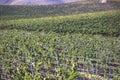 View of a wine vineyard oak tree landscape near Santa Barbara, Row of Grape Vines, Santa Barbara County, California, summer sunny Royalty Free Stock Photo