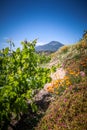 View of the winery in Casablanca valley, Chile Royalty Free Stock Photo