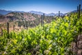 View of the winery in Chile, Casablanca valley Royalty Free Stock Photo