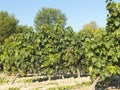 View of a wineyard in la rioja, Spain Royalty Free Stock Photo