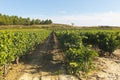 View of a wineyard in la rioja, Spain Royalty Free Stock Photo