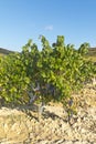 View of a wineyard in la rioja, Spain Royalty Free Stock Photo