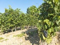 View of a wineyard in la rioja, Spain Royalty Free Stock Photo