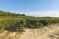 View of a wineyard in la rioja, Spain Royalty Free Stock Photo