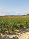 View of a wineyard in la rioja, Spain. Wine industry Royalty Free Stock Photo