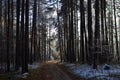 View of the winter landscape on a dirt road in the forest with snow on the background of sunbeams Royalty Free Stock Photo