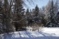 View of a winter landscape with snow covered trees, and a small cedar fence, with tree shadows on a sunny day Royalty Free Stock Photo