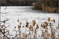 View on winter time cold iced frozen lake with vegetation