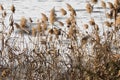 View on winter time cold iced frozen lake with vegetation