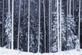 A view of wintery and snowy coniferous boreal forest