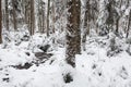 A view of wintery and snowy coniferous boreal forest