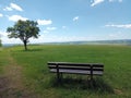 Bench near a tree in green nature on premium hiking-trail Moselsteig Royalty Free Stock Photo