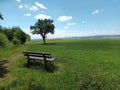 Bench near a tree in green nature on premium hiking-trail Moselsteig Royalty Free Stock Photo