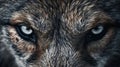 View of a wolfs piercing eye. Generative AI Royalty Free Stock Photo