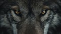 View of a wolfs piercing eye. Generative AI Royalty Free Stock Photo