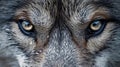View of a wolfs piercing eye. Generative AI Royalty Free Stock Photo
