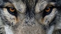 View of a wolfs piercing eye. Generative AI Royalty Free Stock Photo