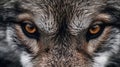 View of a wolfs piercing eye. Generative AI Royalty Free Stock Photo