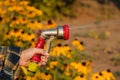 View woman hands watering plants from the hose, makes a rain in the garden. Gardener with watering hose and sprayer water on the Royalty Free Stock Photo
