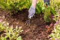 View of a woman`s hand hoeing weeds in the garden on a hot summer day, weeding grass, garden and cleaning work in the