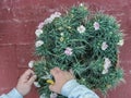 View of a woman`s hands pruning a plant Royalty Free Stock Photo