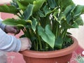 View of a woman`s hands pruning a plant Royalty Free Stock Photo