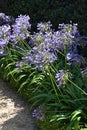 Blue agapanthus, lily of the Nile Royalty Free Stock Photo