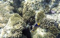 View of wonderful corals