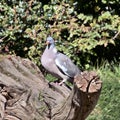 A view of a Wood Pigeon on a log Royalty Free Stock Photo