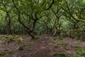 A view from the wood on the sides of Bamford Edge, UK Royalty Free Stock Photo