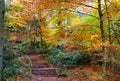 View on wood stair in german beech forest in autumn colors - Viersen Suechteln, Germany