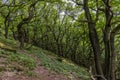 A view of the wooded slopes leading down from Bamford Edge, UK Royalty Free Stock Photo