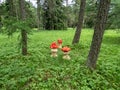 View of wooden decorations made prom cut tree trunk and carved in shape of toadstool as fly agaric painted with red cap and white Royalty Free Stock Photo