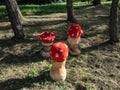 View of wooden decorations made prom cut tree trunk and carved in shape of toadstool as fly agaric painted with red cap and white Royalty Free Stock Photo