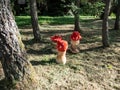 View of wooden decorations made prom cut tree trunk and carved in shape of toadstool as fly agaric painted with red cap and white Royalty Free Stock Photo