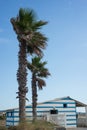Wooden hut and palm tree on the beach in Gruissan in France Royalty Free Stock Photo