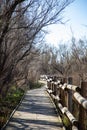 View of a wooden path and fence with naked trees