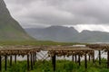 View of wooden racks on the coast of the Lofoten Islands with hundreds of stockfish heads drying in the arctic air