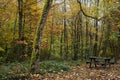 wooden table at the picnic area in autumnal forest Royalty Free Stock Photo